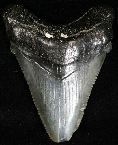 Juvenile Megalodon Tooth - South Carolina #18543
